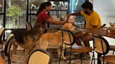 Pet cafe culture catches up in Lucknow