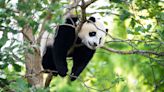 Panda lover news: 2 more giant pandas are coming to the National Zoo in 2024