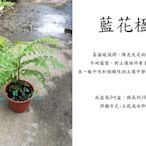 心栽花坊-藍花楹/3吋/觀花植物/綠籬植物/售價40特價35