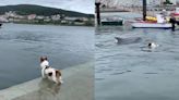 Perrito y delfín protagonizan divertido video jugando en el agua