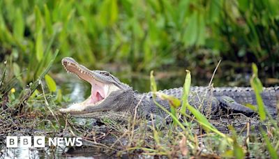 Tropical Storm Debby brings alligators into streets, pools