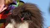 Winner of the World's Ugliest Dog | 94 Rock | The Morning Show with Swami, Skyler and Mahoney