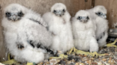 Help name four baby falcons that hatched on a New York bridge