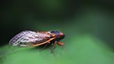 The bugs are coming! If a cicada invasion sounds familiar, thank Hollywood