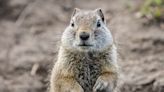 Gopher Cradles Golf Ball in Video Dubbed 'Real-Life “Caddyshack”' Moment: Watch