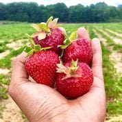 Strawberry season arrives early in metro Detroit: 11 U-pick farms to try