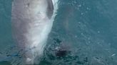 Tubarão-tigre é visto 'vomitando' comida 'espinhosa' pela 1ª vez