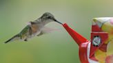 Get ready to put your hummingbird feeders out. See where they are with interactive map