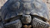 Mojave desert tortoise officially joins California's endangered list