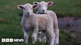 Wesham: Lambs injured in dog attack as police warn pet owners
