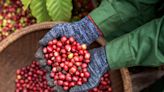 Coffee Variety Is Priciest Since 1970s in Blow to Instant Brews