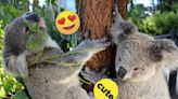 How You Can Win An Overnight Taronga Zoo Stay By Helping The Cutest Animal Of All — Koalas!