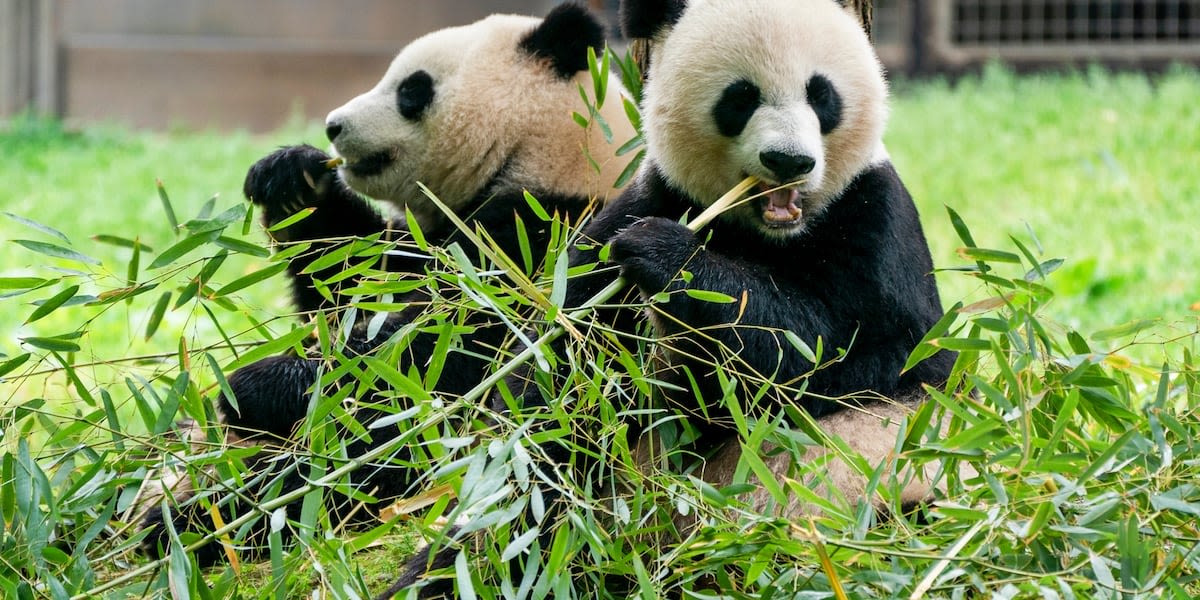 Smithsonian says 2 new giant pandas returning to Washington’s National Zoo from China by end of year