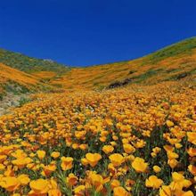 California’s Wildflower Super Bloom in 9 Magical Photos | WIRED