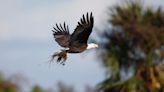 A look back at Harriet the Eagle's final, chaotic season in Southwest Florida