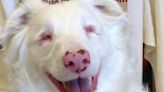 Raina has been blind and deaf since birth. Now she's up for the 'Oscars for canines'