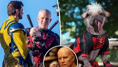 UK’s ‘ugliest dog’ becomes Hollywood royalty — starring in ‘Deadpool & Wolverine’