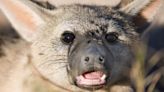 Aardwolf: The weirdo hyena cousin that eats 300,000 termites each night