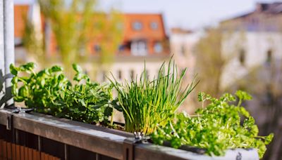 These Common Houseplants Are Known to Repel Bugs