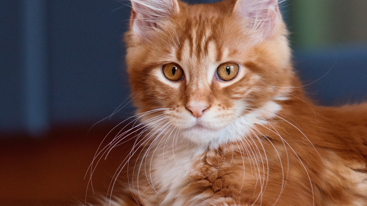 Woman Shows Why Maine Coons Are ‘Cats That Run with Dog Software'