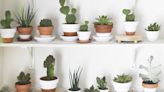 The Best Types of Cactus to Up Your Houseplant Game