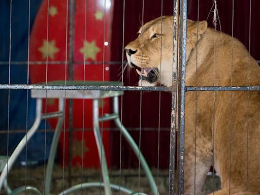 El viaje a la libertad de Manuschka, la leona obligada a hacer trucos en un circo de Alemania