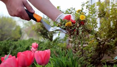 7 Common Weeds That Are Absolutely Killing Your Home’s Curb Appeal