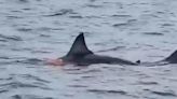 Cape Cod's first great white shark of season spotted feeding on seal