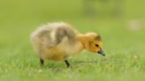 Baby Goose's Attempt to Fly After Human Picks Him Up Is Precious