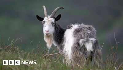 Wild Cheviot goats put on rare breed list