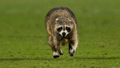 Raccoon invades field and dodges trash can-wielding officials at soccer game