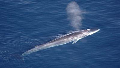 Japan Kills First Fin Whale Despite International Condemnation