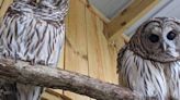 Birds of Prey Jamboree brings owls, raptors back to Indiana Welcome Center