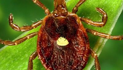 A lone star tick can give you a disease that makes you allergic to meat. Know how to spot it before it bites.