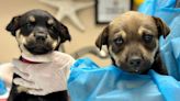 Dogs found in trash bag north of Española will soon be available for adoption