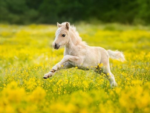 Tiny Horse’s Major Meltdown Over Stuffed Dog Is a Battle for the Ages