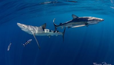 Las dos playas de Andalucía con probables avistamientos de tiburones: todo lo que necesitas saber