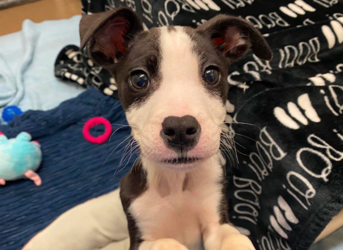 Terrier Mix Puppy Abandoned in a Port-A-Potty Is Thriving In His Foster Home