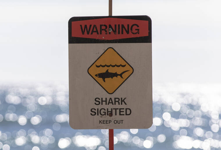 ‘Aggressive’ tiger shark seen at Makaha Beach | Honolulu Star-Advertiser