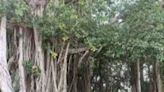 This Famous Banyan Tree In Andhra Pradesh Was Planted by Mahatma Gandhi - News18