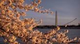 Cherry blossoms arrived in Washington, DC early this year. See the photos