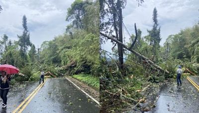 南投路樹壓倒高壓電線！2257戶停電 台電搶修中：剩108戶停電