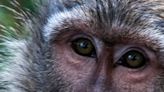 Scientists Discover a Face-Detection Circuit in The Brains of Primates
