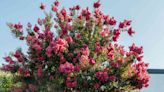 5 Reasons Your Crepe Myrtle Isn't Blooming and How to Fix it