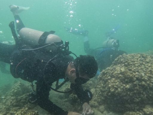 Hong Kong scientists warn of more severe bleaching of coral reefs