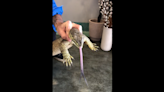 Watch as 3-foot lizard leads reptile catcher on frantic chase through Australia cafe