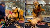 Service Dog And Pluto Have The Cutest Freak-Out After Spotting Each Other On Disney Cruise