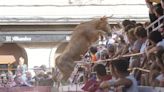 Una vaquilla salta al público durante el festejo de recortadores en Cadreita