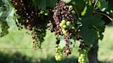 Bordeaux’s Cabernet and Merlot Grapes Are Being Ravaged by a Rare Mildew