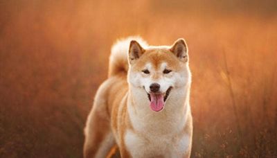 Dogecoin, Floki, Shiba Inu caen tras la muerte del icónico Kabosu